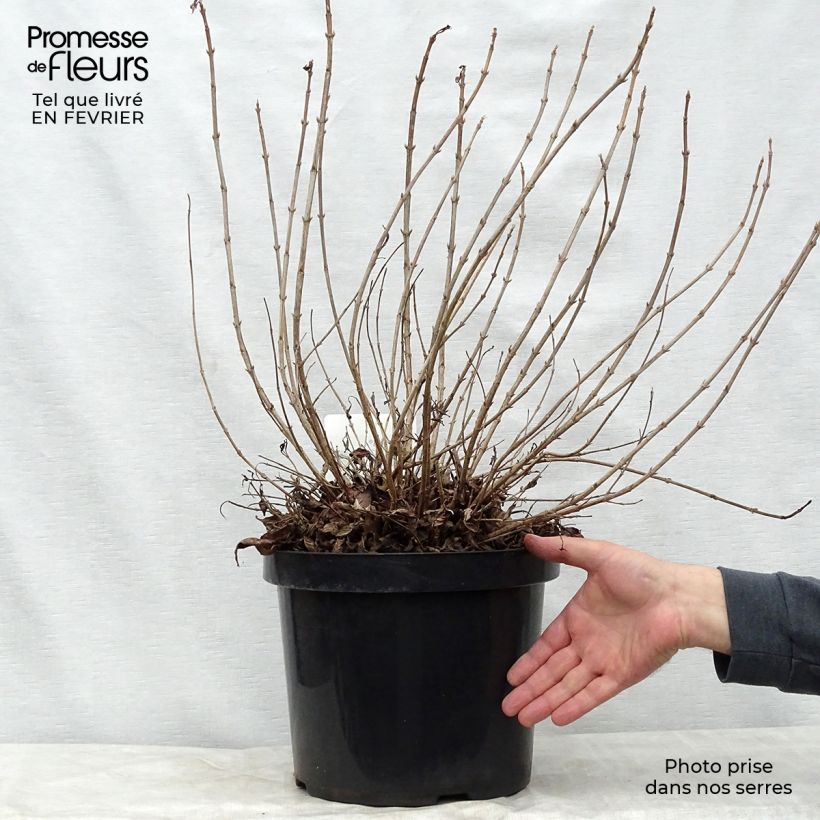 Weigela florida Pink Poppet Maceta 7,5L/10L Ejemplar entregado en invierno