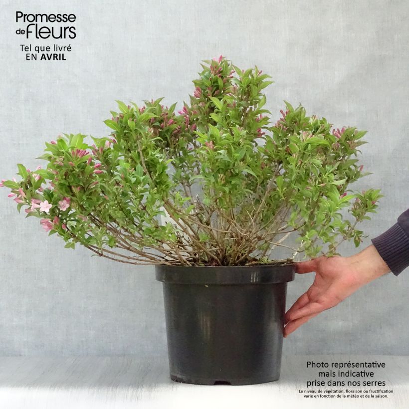 Weigela florida Pink Poppet Maceta 7,5L/10L Ejemplar entregado en la primavera