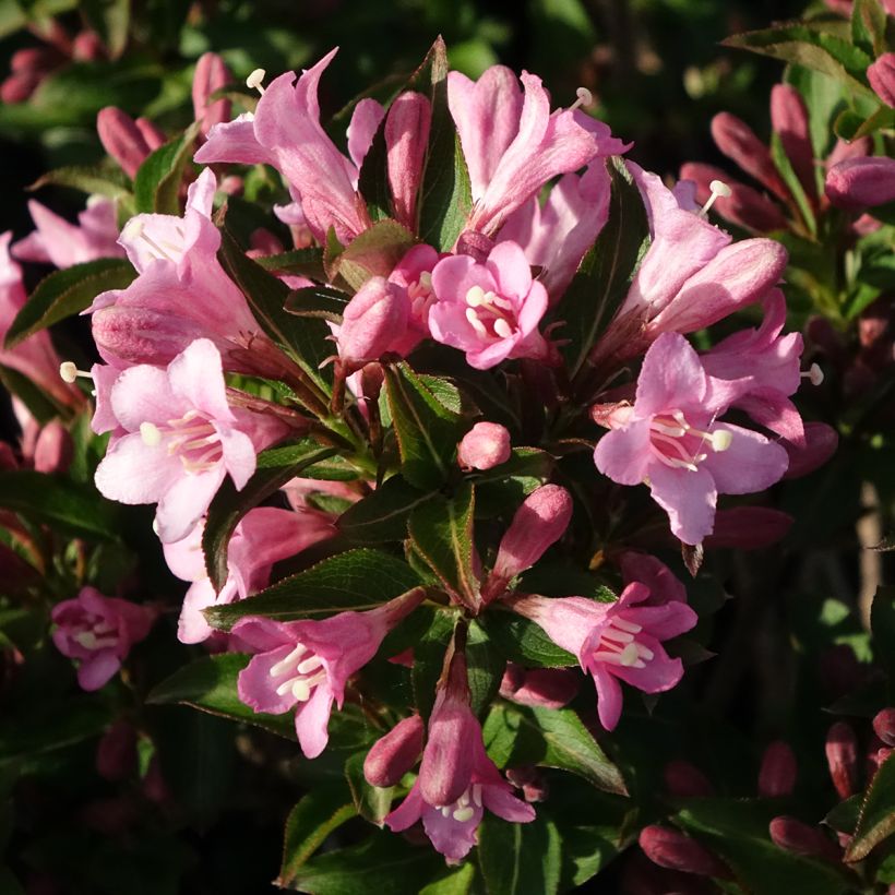 Weigela florida Pink Poppet (Floración)