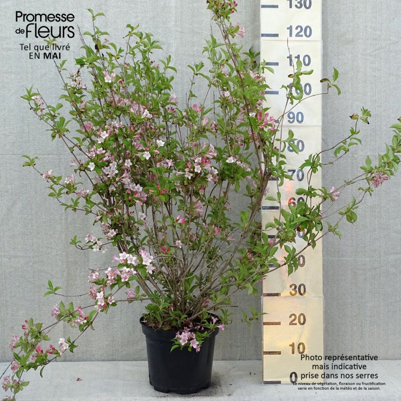 Weigela florida Rosea Maceta 7,5L/10L Ejemplar entregado en la primavera
