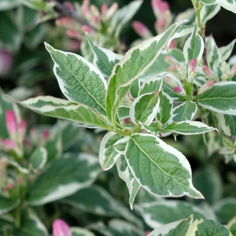 Weigela florida Variegata (Follaje)