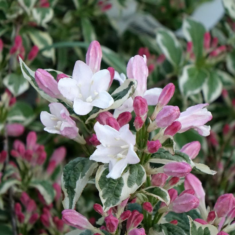 Weigela florida Variegata (Floración)