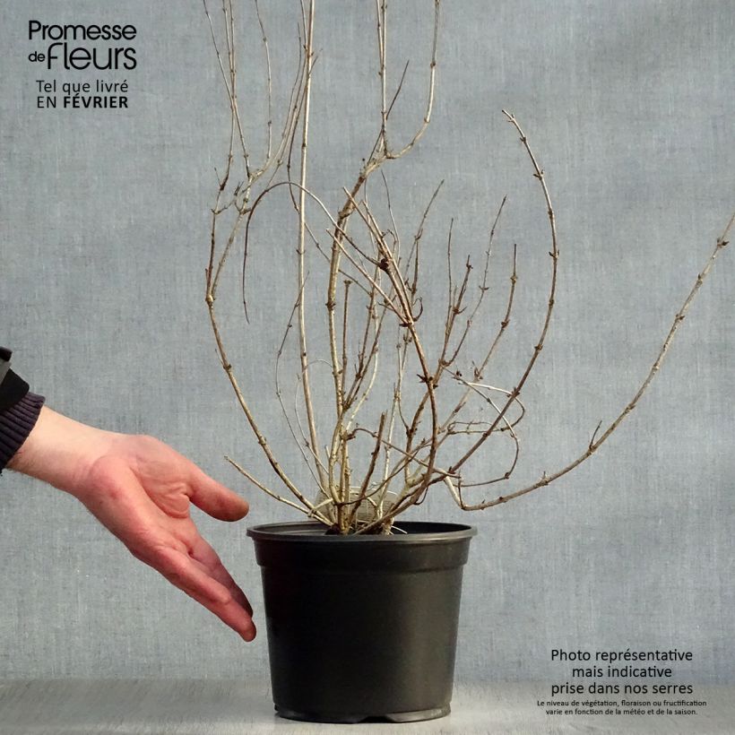 Weigela florida Victoria Maceta 2L/3L Ejemplar entregado en invierno