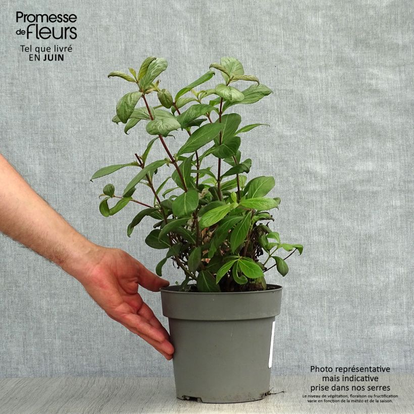 Ejemplar de Weigela Vintage Love - Veigela Maceta 2L/3L entregado en verano