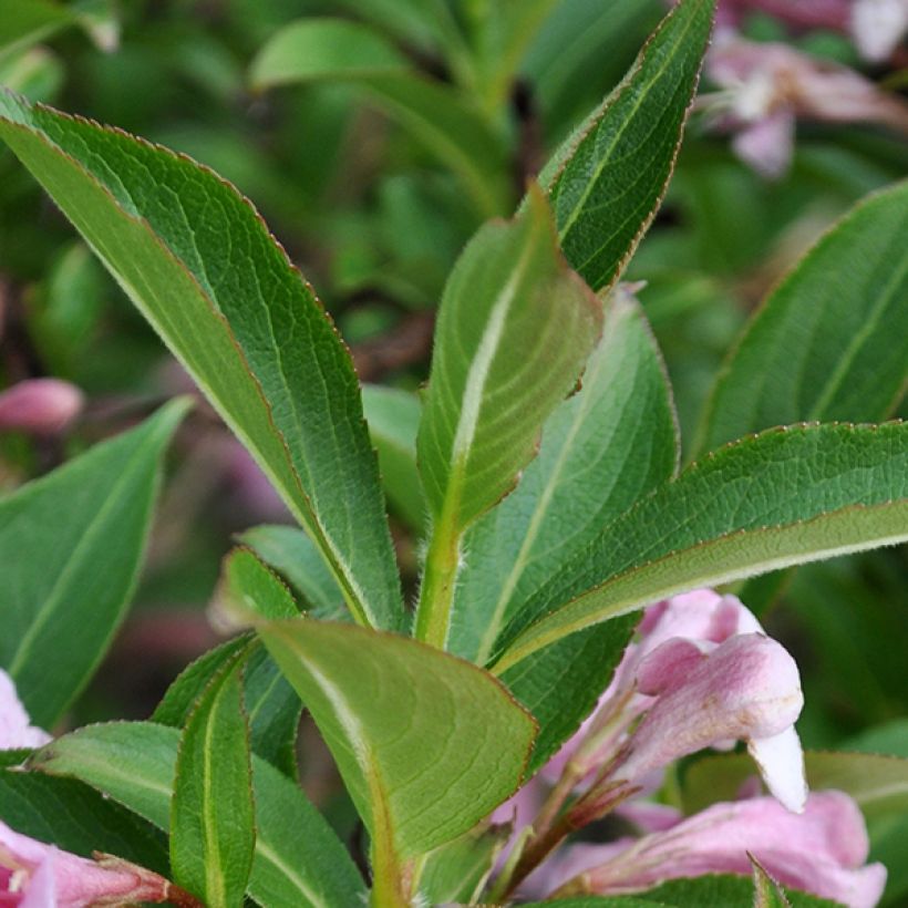 Weigela florida Pink Poppet (Follaje)
