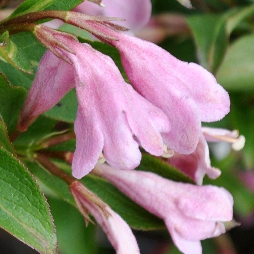 Weigela florida Pink Poppet (Floración)