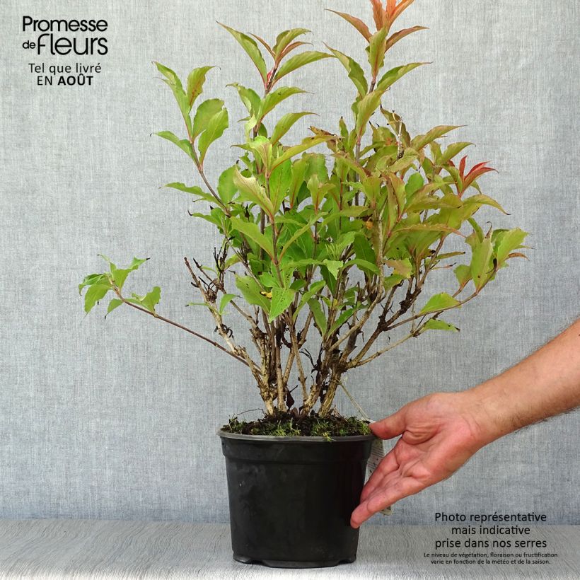 Ejemplar de Weigela Red Prince - Veigela Maceta 2L/3L entregado en verano