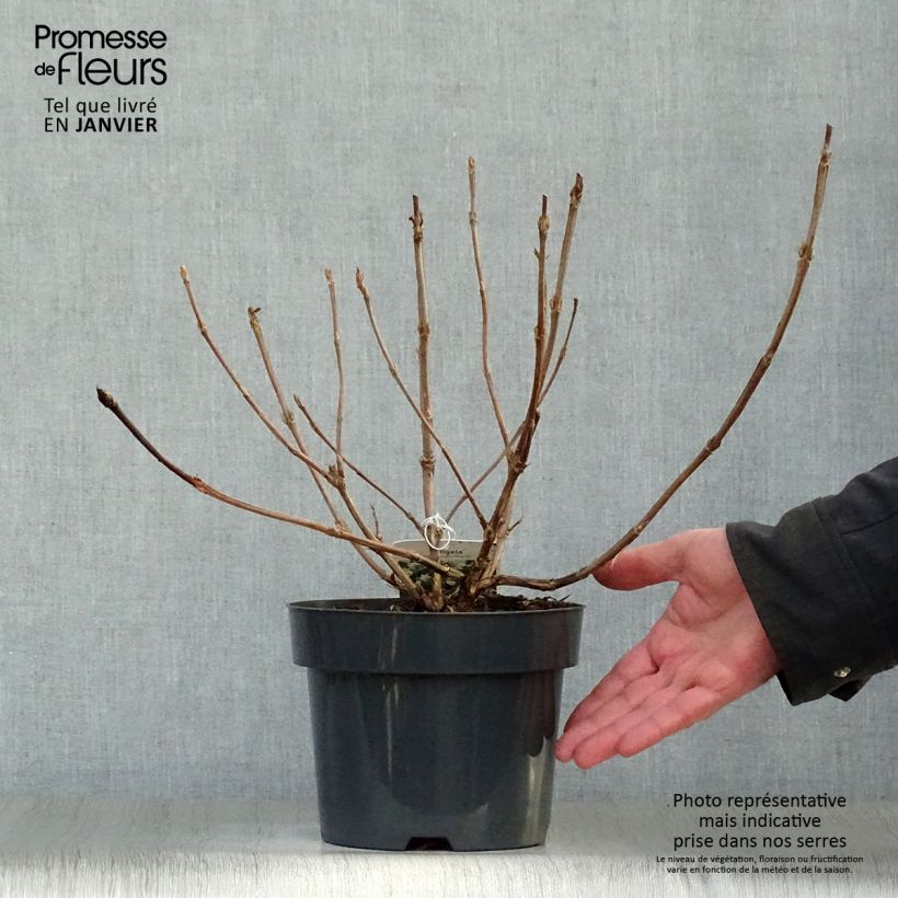 Weigela middendorffiana Maceta 3L/4L Ejemplar entregado en invierno