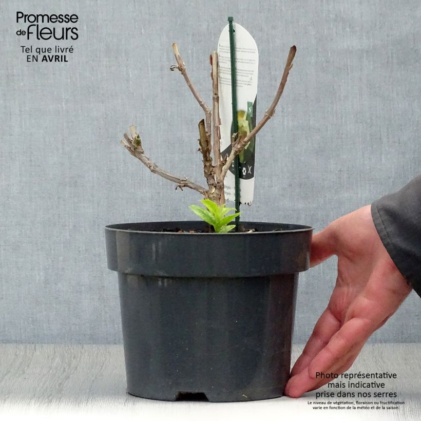 Weigela middendorffiana Maceta 3L/4L Ejemplar entregado en la primavera