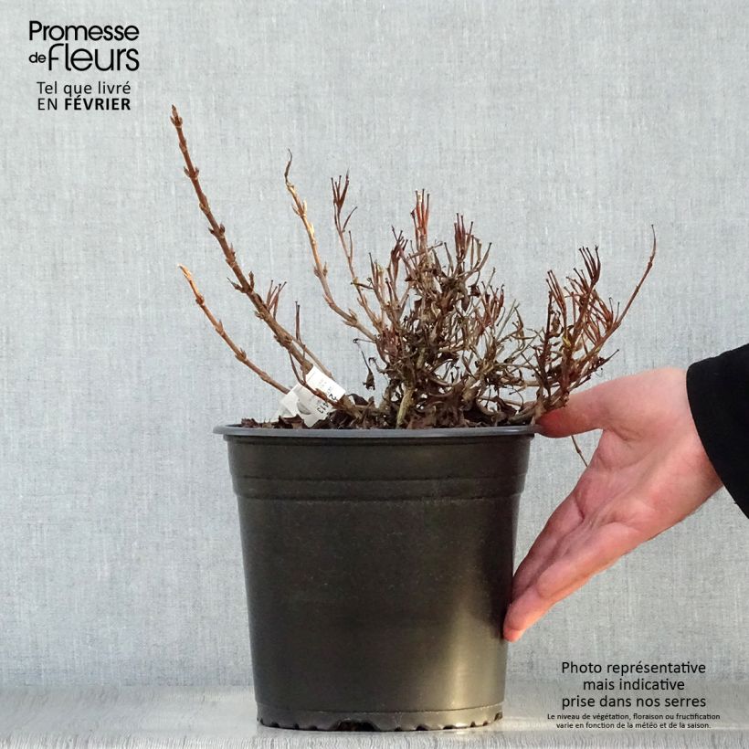 Weigela All Summer Peach - Veigela Maceta 3L/4L Ejemplar entregado en invierno