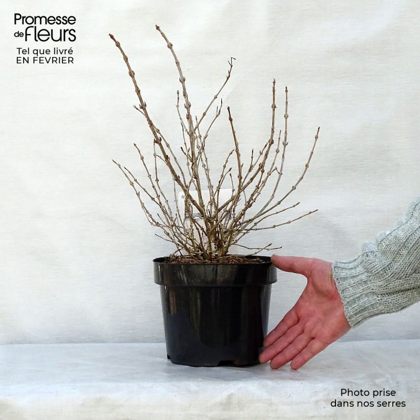 Weigela florida Monet Verweig Maceta 2L/3L Ejemplar entregado en invierno