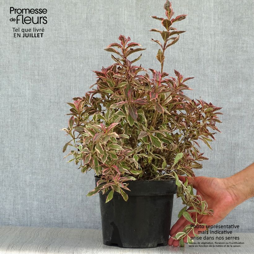 Ejemplar de Weigela florida Monet Verweig Maceta 2L/3L entregado en verano