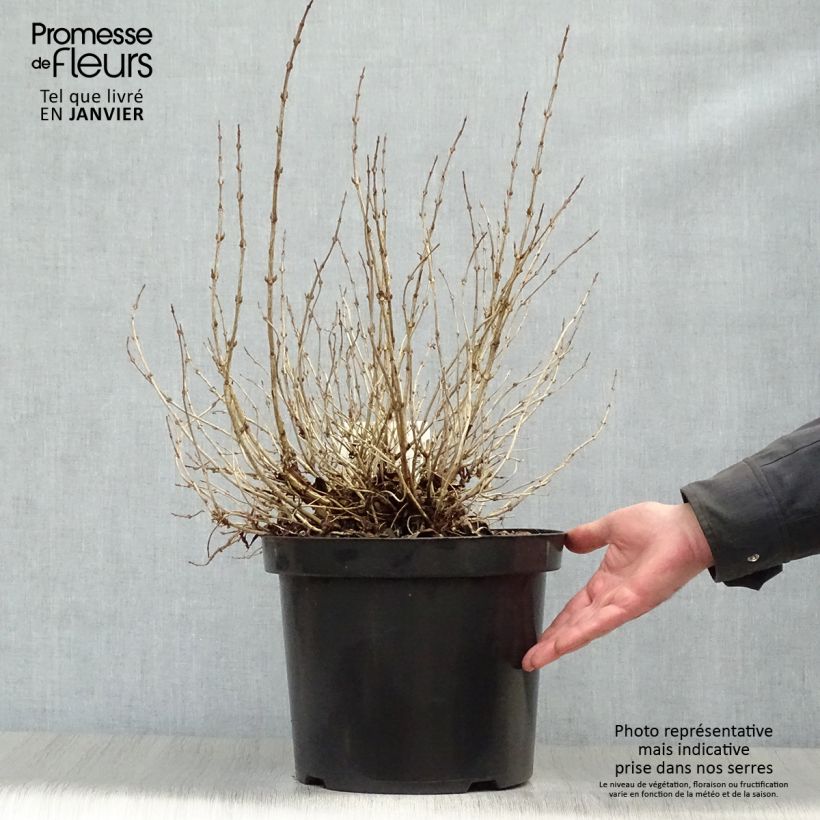 Weigela florida Monet Verweig Maceta 7,5L/10L Ejemplar entregado en invierno