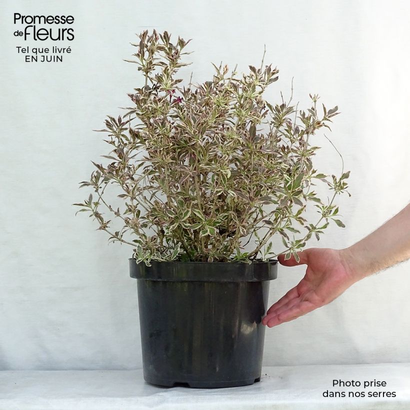 Ejemplar de Weigela florida Monet Verweig Maceta 7,5L/10L entregado en verano