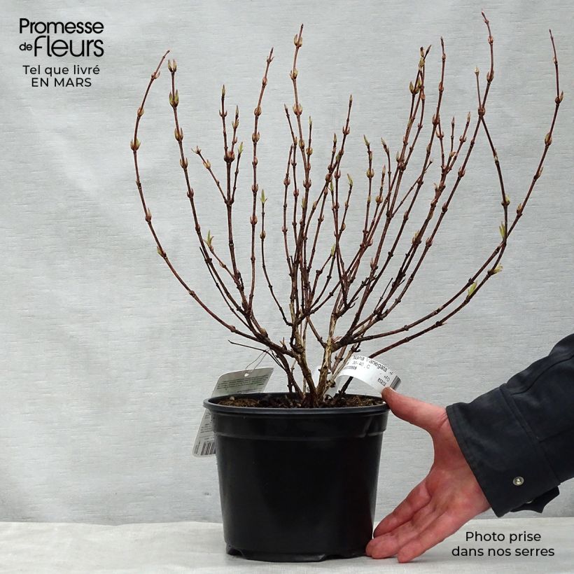 Weigela florida Nana Variegata Maceta 2L/3L Ejemplar entregado en la primavera