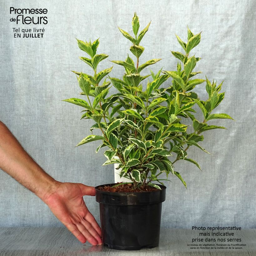Ejemplar de Weigela florida Nana Variegata Maceta 2L/3L entregado en verano