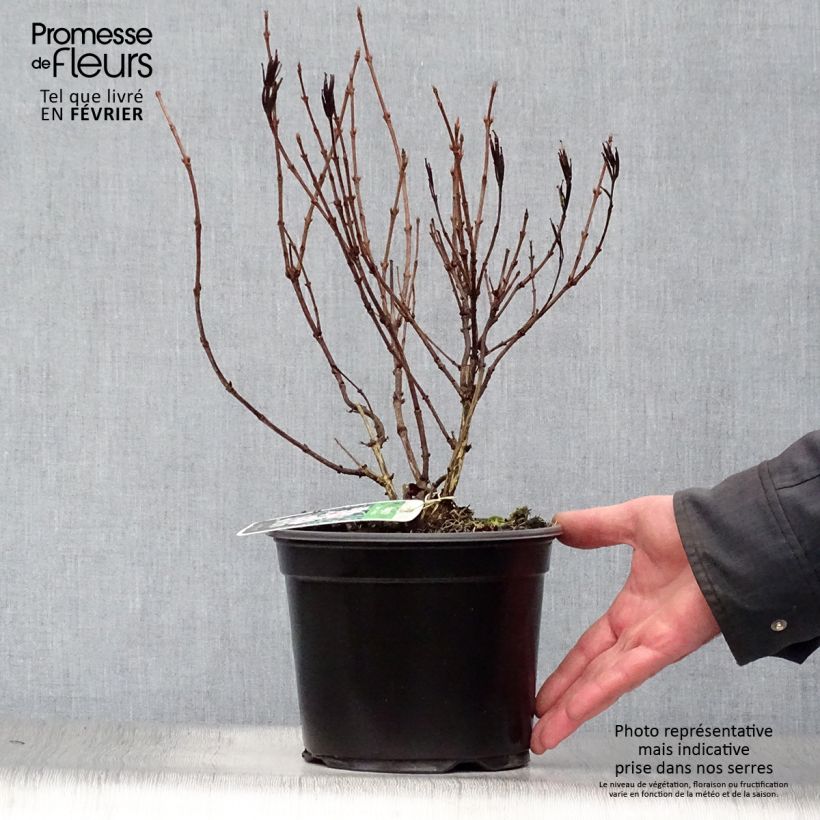 Weigela florida Nana Variegata Maceta 2L/3L Ejemplar entregado en invierno