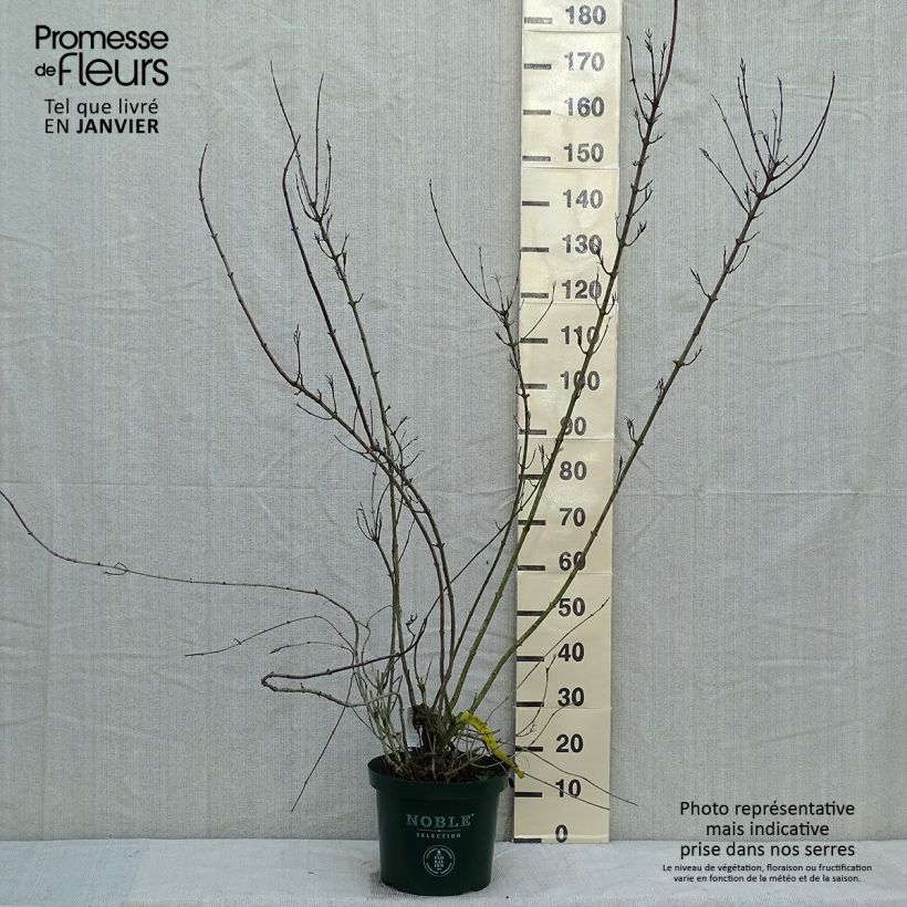 Weigela florida Polka Maceta 7,5L/10L Ejemplar entregado en invierno