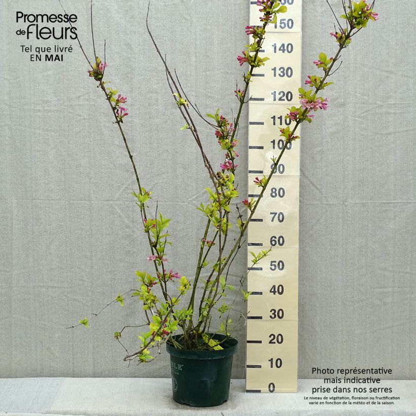 Weigela florida Polka Maceta 7,5L/10L Ejemplar entregado en la primavera