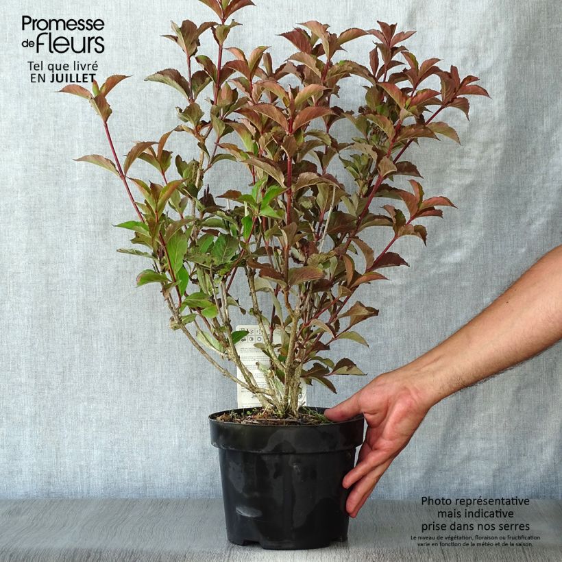 Ejemplar de Weigela florida Polka Maceta 2L/3L entregado en verano