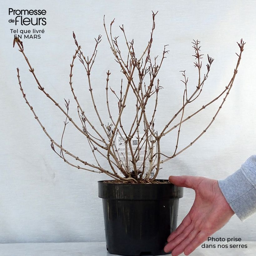 Weigela florida Princess Ayla Maceta 3L/4L Ejemplar entregado en la primavera