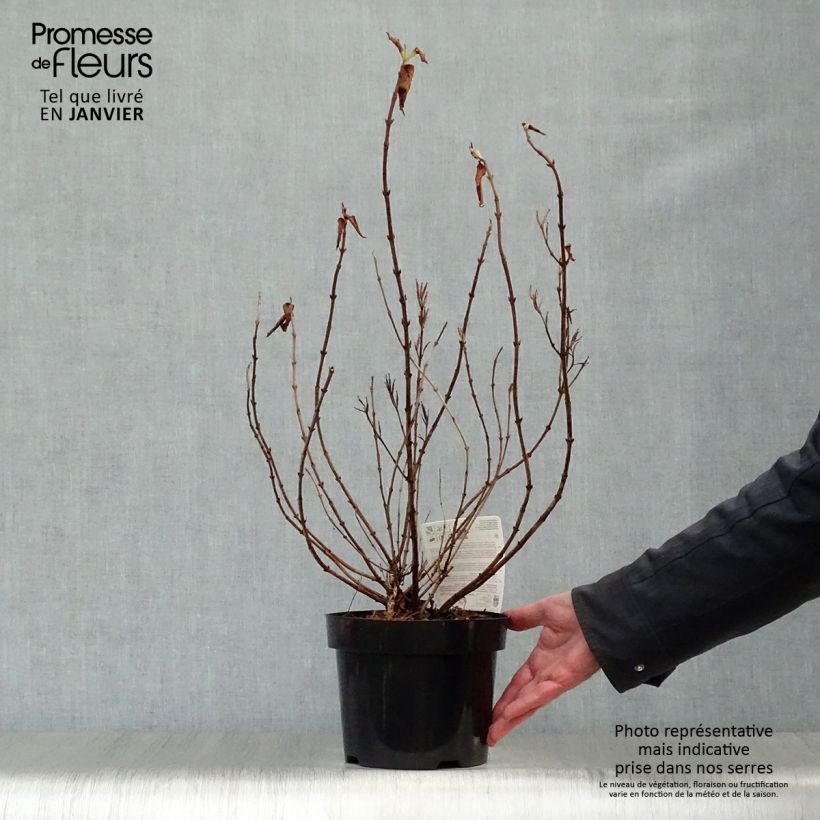 Weigela florida Princess Ayla Maceta 3L/4L Ejemplar entregado en invierno