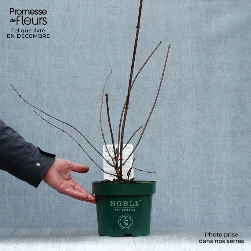 Weigela florida Polka Maceta 2L/3L Ejemplar entregado en invierno