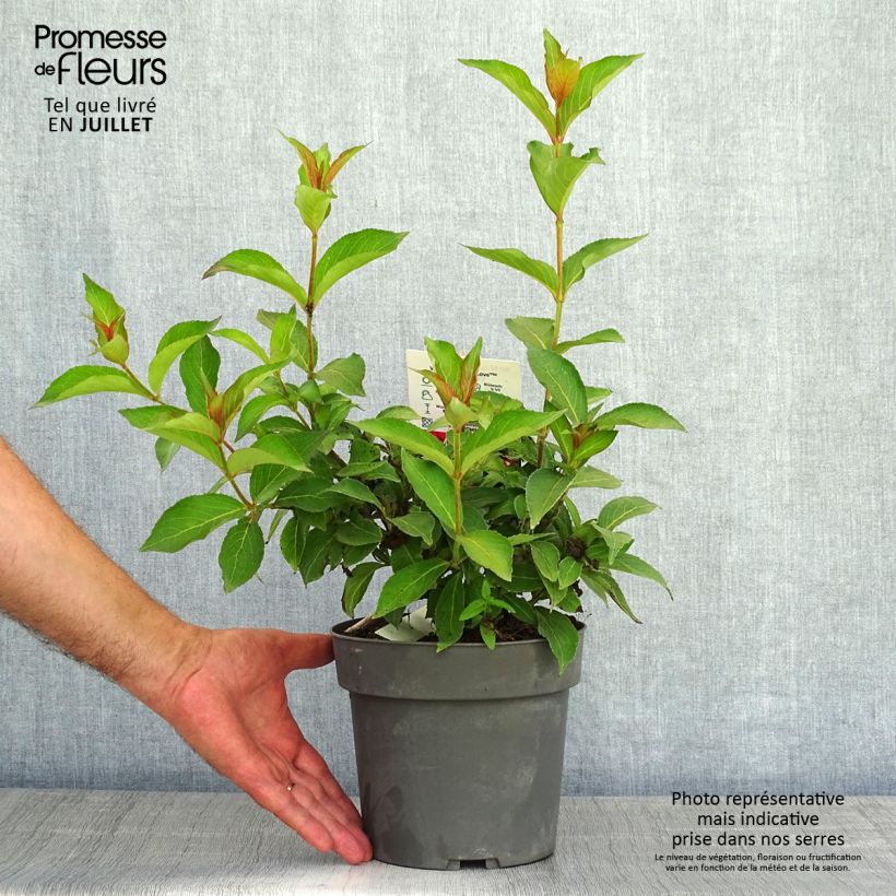 Ejemplar de Weigela Cherry Love - Veigela Maceta 3L/4L entregado en verano