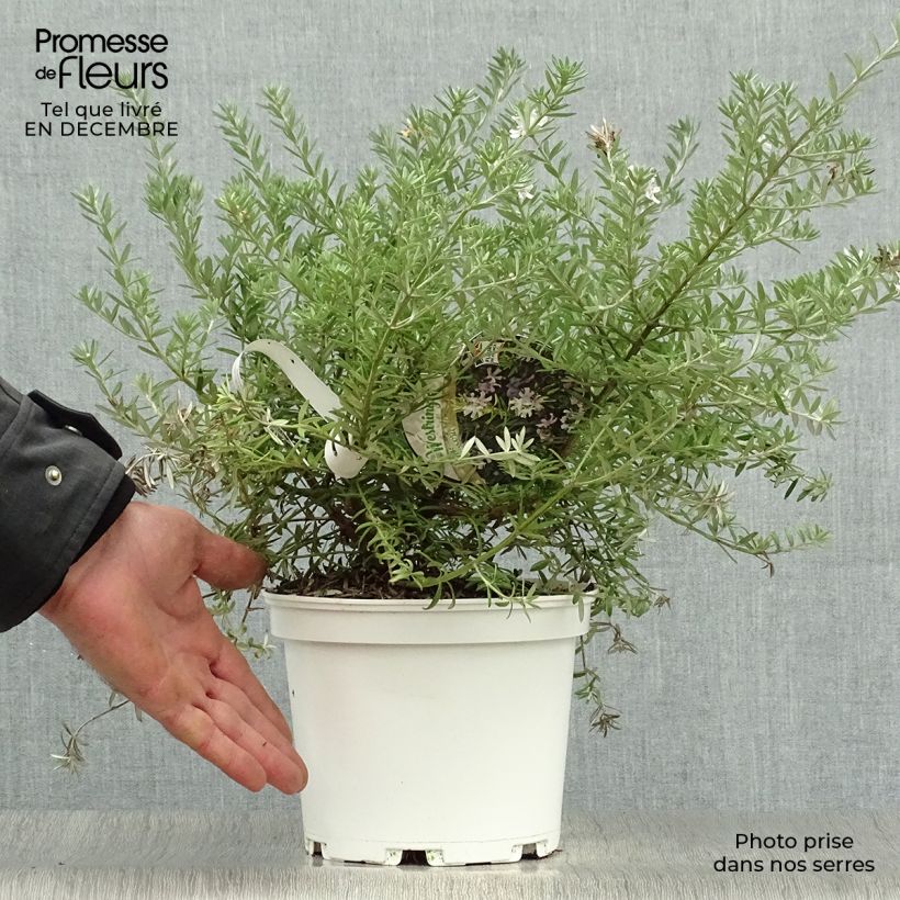 Westringia fruticosa White - Romero australiano Maceta 2L/3L Ejemplar entregado en invierno