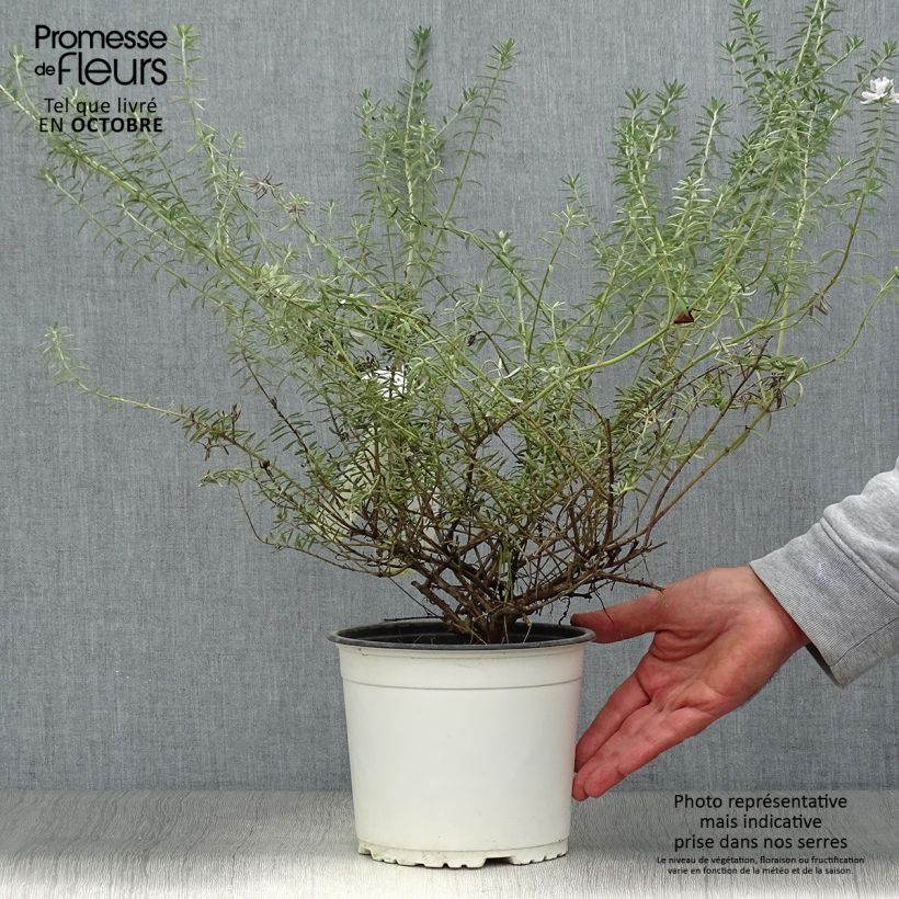 Ejemplar de Westringia fruticosa White - Romero australiano Maceta 2L/3L entregado en otoño