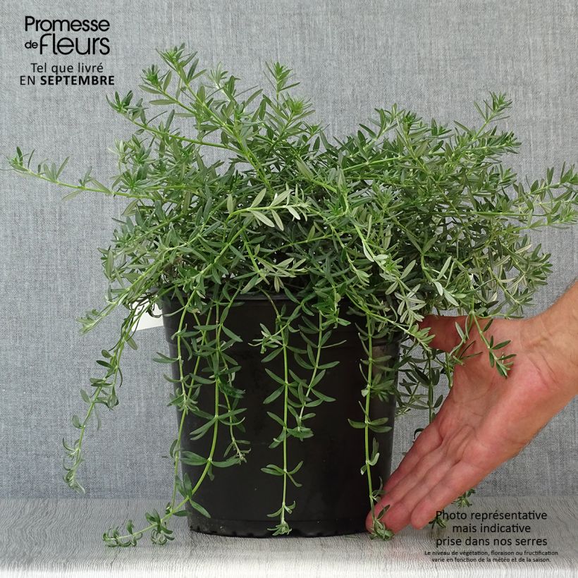 Ejemplar de Westringia fruticosa Mundi - Romero australiano Maceta 3L/4L entregado en otoño