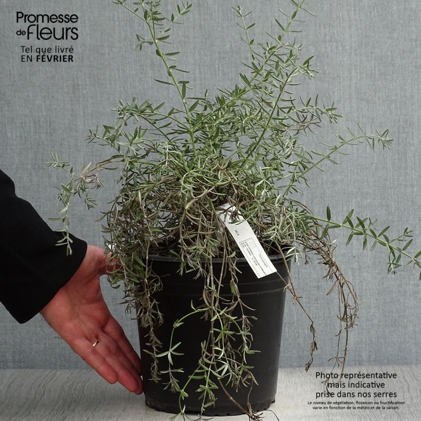 Westringia fruticosa Mundi - Romero australiano Maceta 3L/4L Ejemplar entregado en invierno