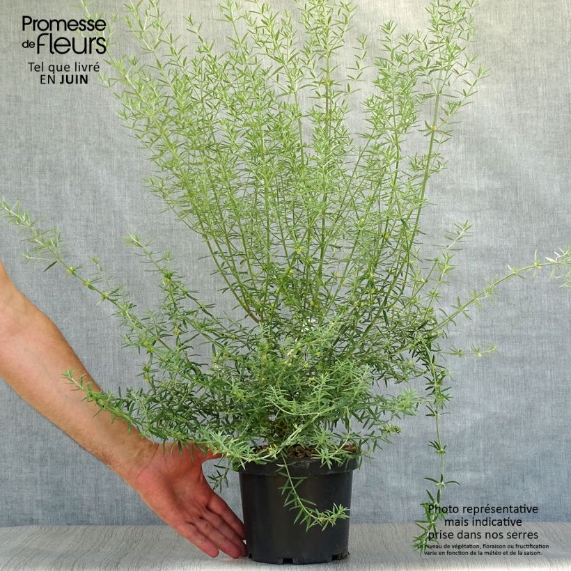 Ejemplar de Westringia fruticosa - Romero australiano Maceta 2L/3L entregado en verano