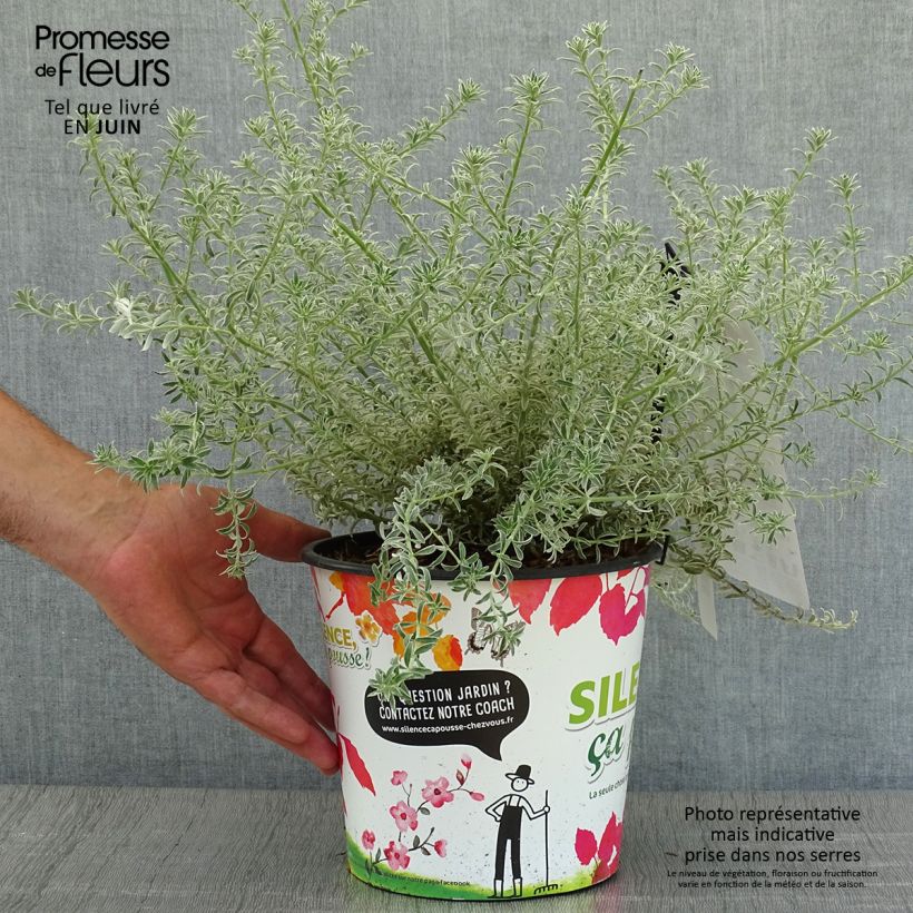 Ejemplar de Westringia fruticosa Smookie - Romero australiano Maceta 3L/4L entregado en verano
