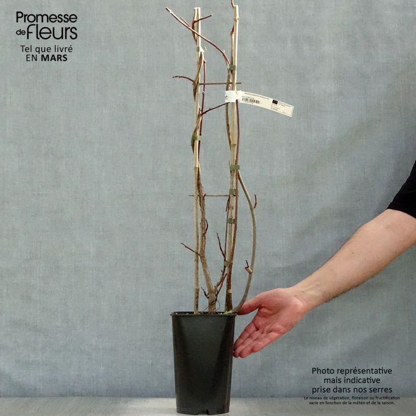 Wisteria frutescens Amethyst Falls - Glicina americana Maceta 3L/4L Ejemplar entregado en la primavera