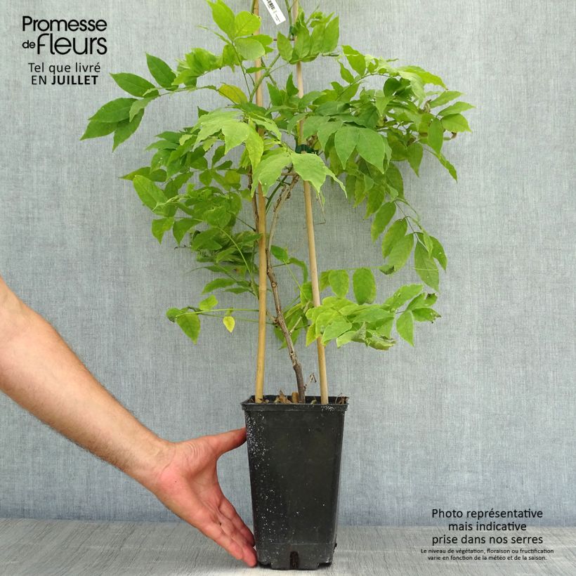 Ejemplar de Wisteria venusta Rosea - Glicina japonesa Maceta 2L/3L entregado en verano