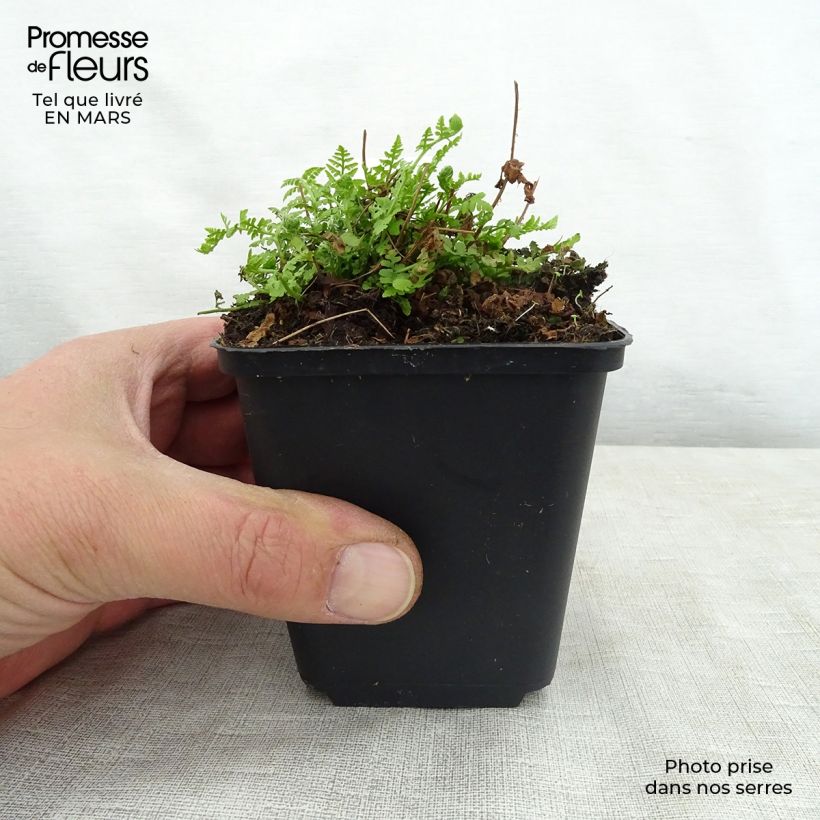 Woodsia obtusa - Helecho de madera obtuso Maceta de 8/9 cm Ejemplar entregado en la primavera