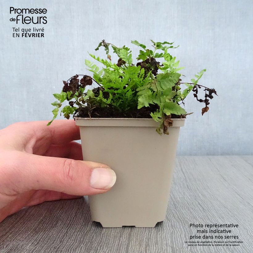 Woodsia obtusa - Helecho de madera obtuso Maceta de 8/9 cm Ejemplar entregado en invierno