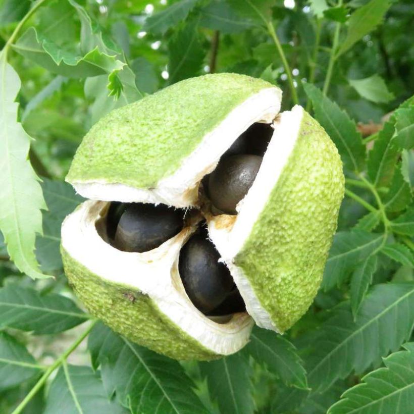 Xanthoceras sorbifolium HAPPY Orange (Cosecha)