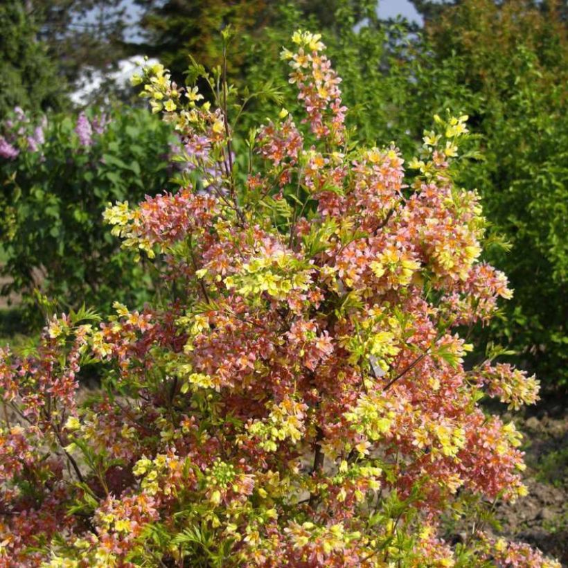 Xanthoceras sorbifolium HAPPY Orange (Porte)