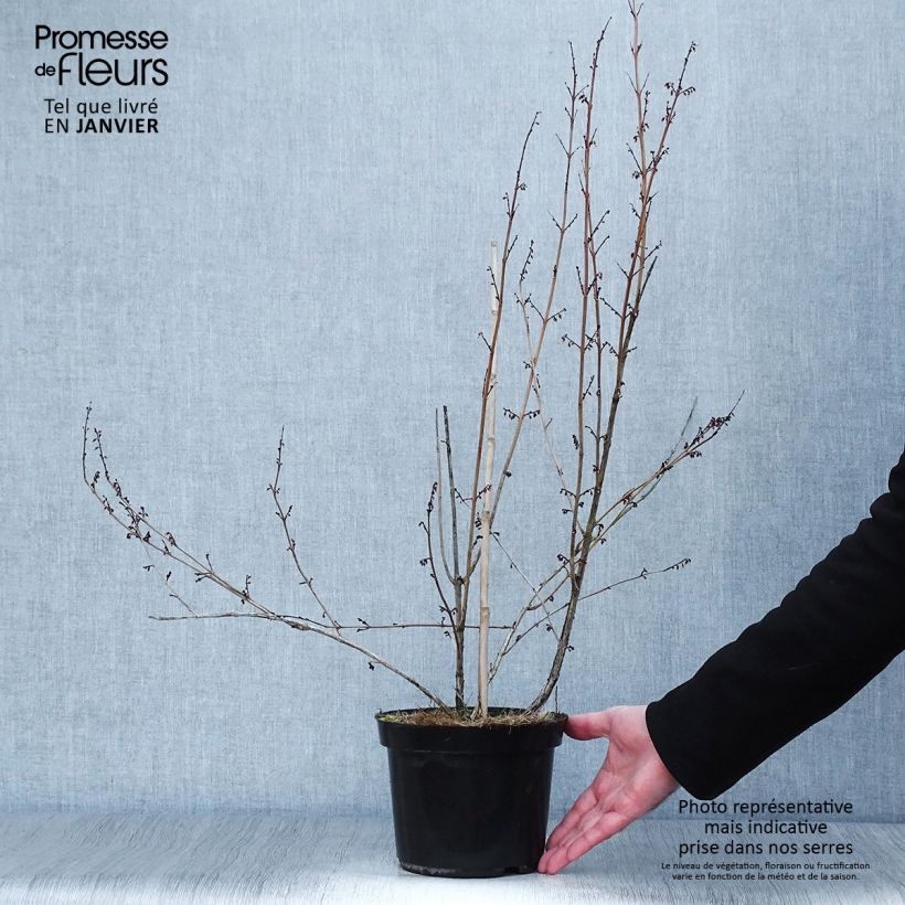 Xanthorhiza simplicissima Maceta 2L/3L Ejemplar entregado en invierno