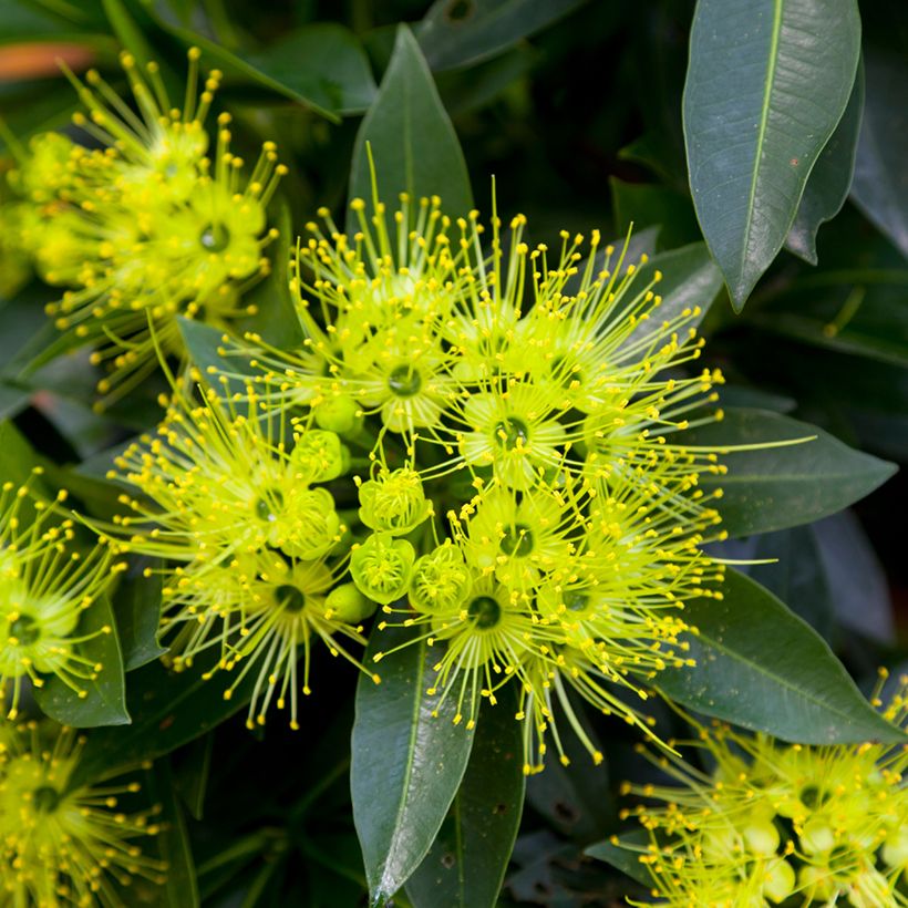 Xanthostemon chrysanthus (Floración)