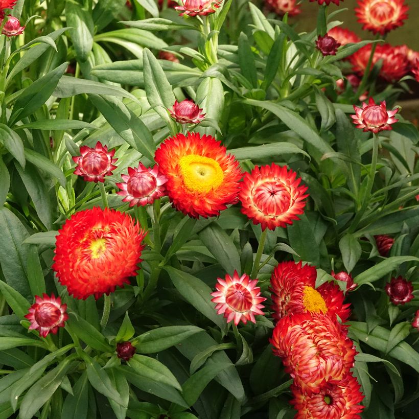 Xerochrysum bracteatum Granvia Red Flame (Floración)