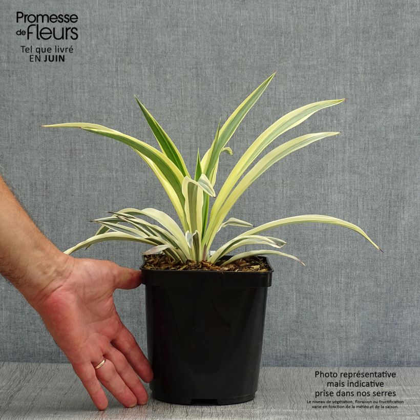 Ejemplar de Yucca recurvifolia Bright Star Maceta 2L/3L entregado en verano
