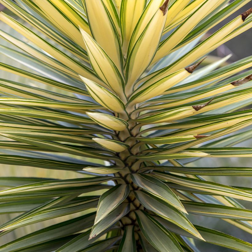 Yucca aloifolia Variegata - Yuca pinchuda (Follaje)