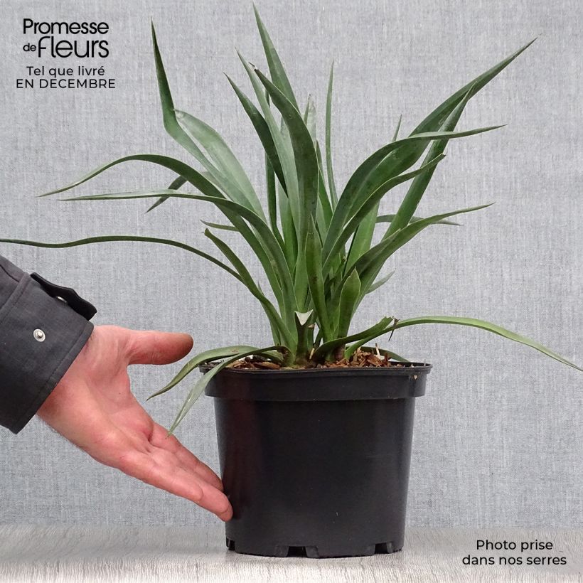 Yucca aloifolia - Yuca pinchuda Maceta 2L/3L Ejemplar entregado en invierno