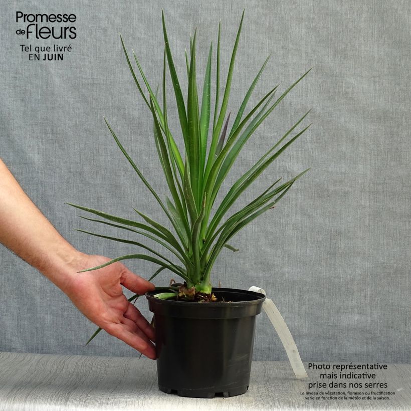 Ejemplar de Yucca aloifolia - Yuca pinchuda Maceta 2L/3L entregado en verano
