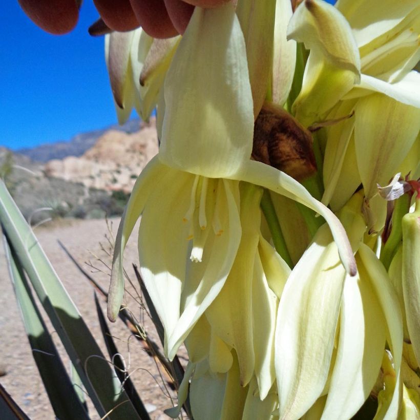 Yucca baccata - Daga española (Floración)