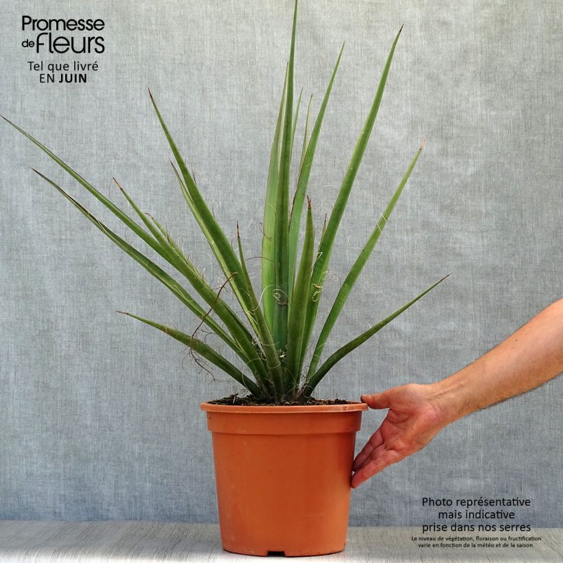 Ejemplar de Yucca baccata - Daga española Maceta 7,5L/10L entregado en verano
