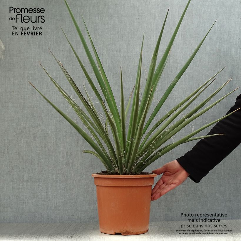 Yucca baccata - Daga española Maceta 7,5L/10L Ejemplar entregado en invierno